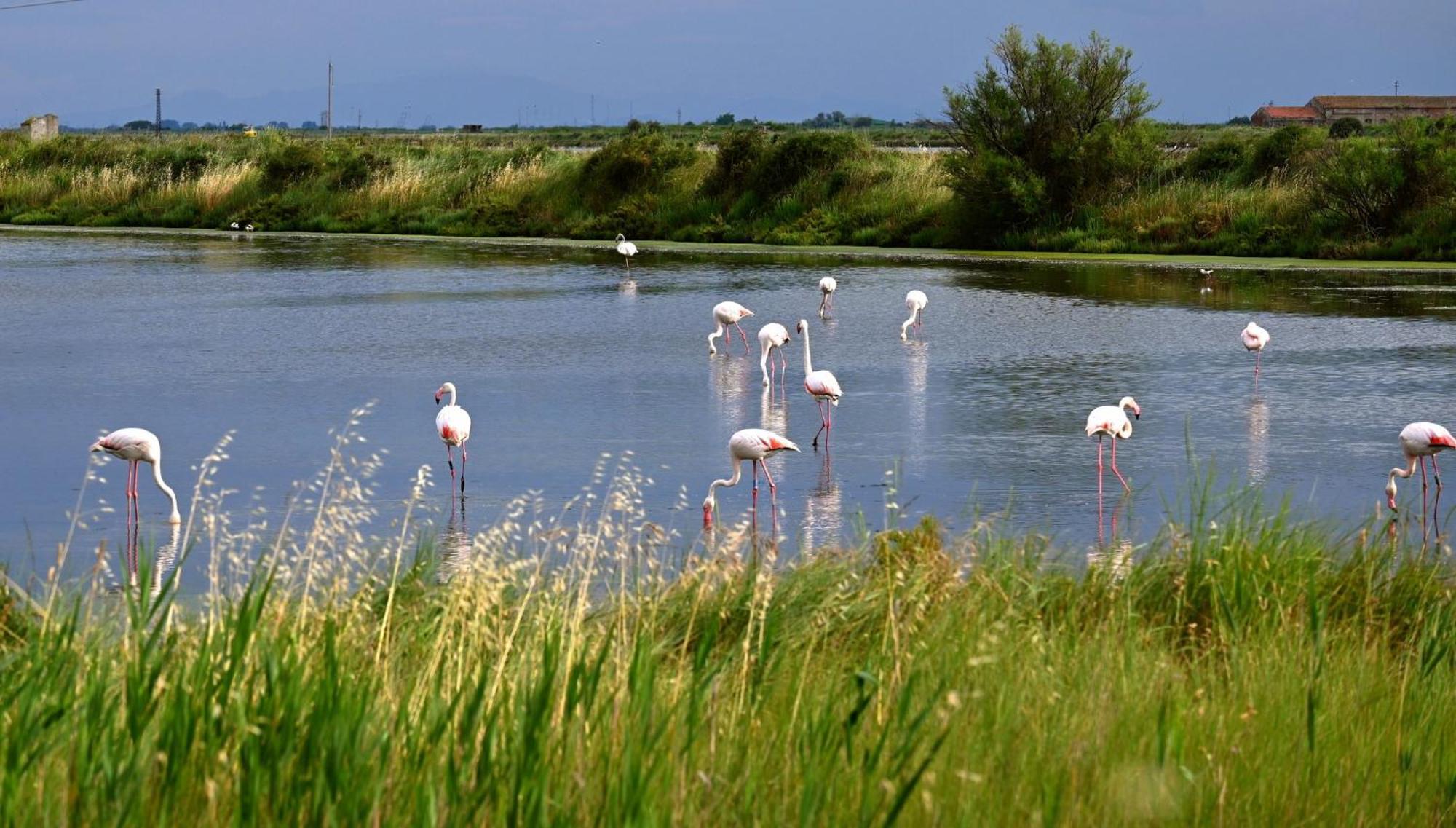 Appartamenti Nonna Rosa Taglio di Po المظهر الخارجي الصورة